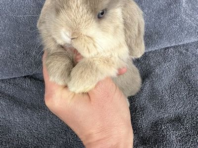 ON RESERVE Holland Lop Bunny, Doe Purebred