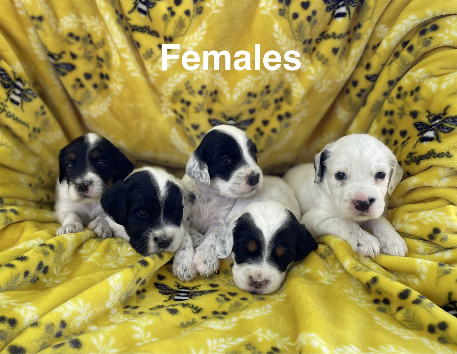 Llewellin setter puppies