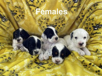Llewellin setter puppies