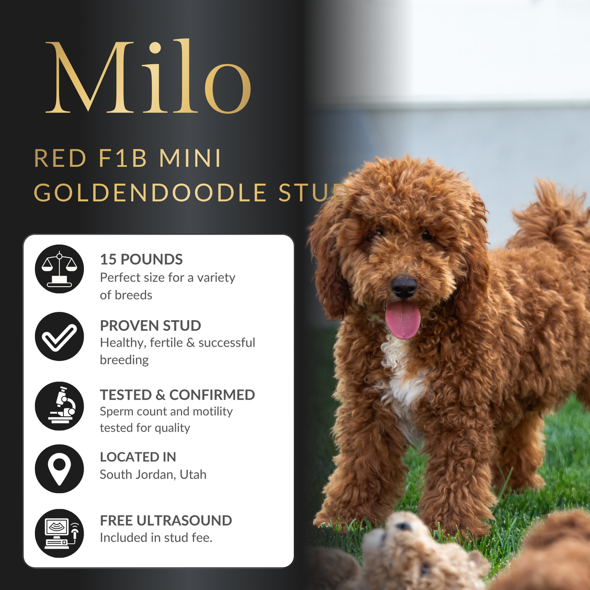 Deep Red F1B Mini Goldendoodle Stud | Health Tested | $1,000