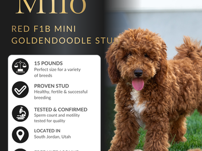 Deep Red F1B Mini Goldendoodle Stud | Health Tested | $1,000