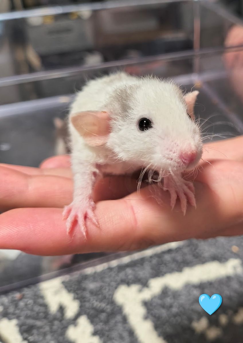 Baby Rats!