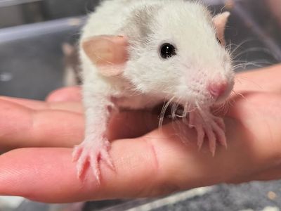 Baby Rats!