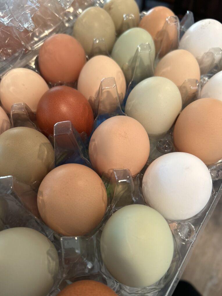 Organic Farm Fresh Eggs