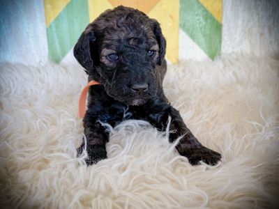 AKC Standard Poodles