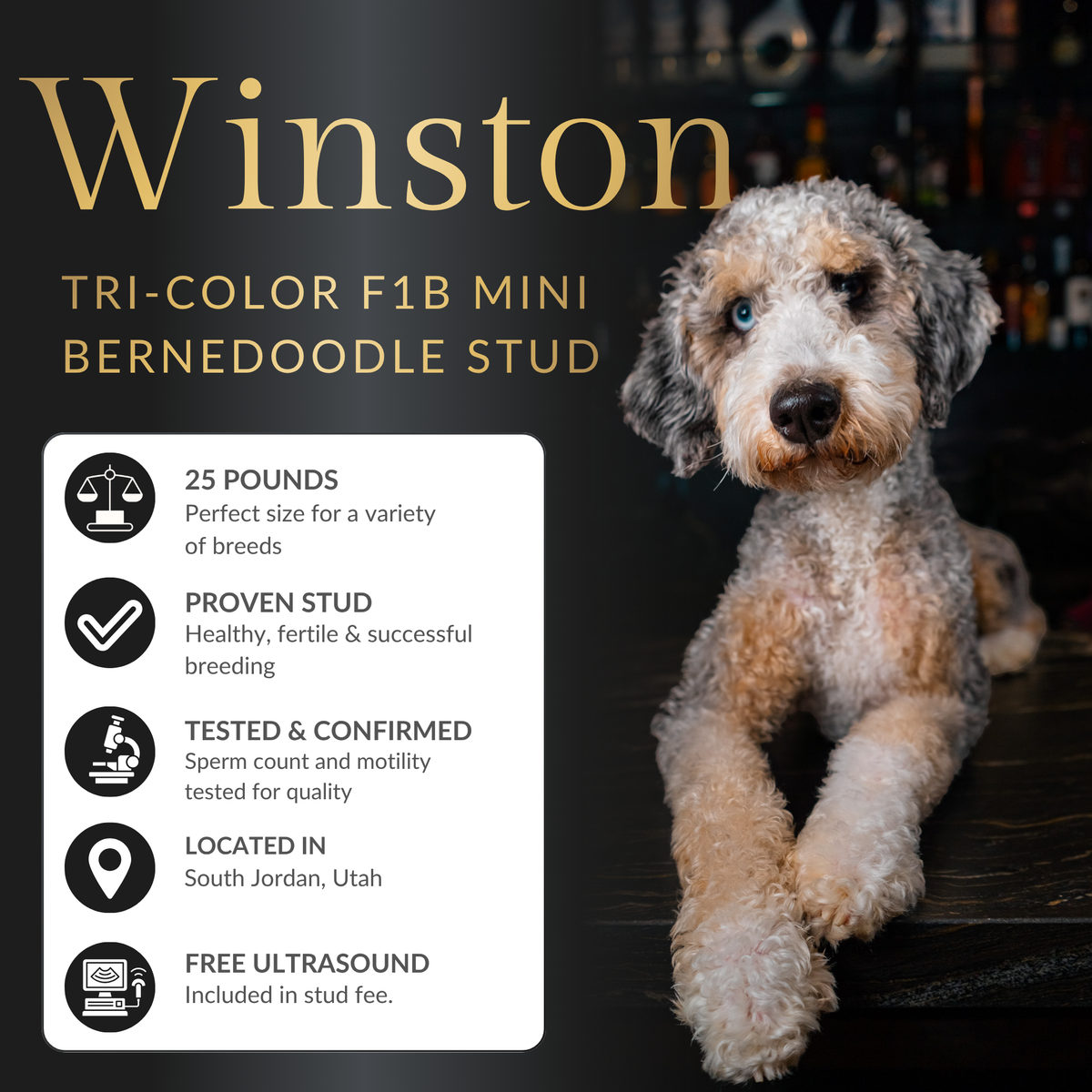 Winston | Tri-Color F1B Mini Bernedoodle Stud | Health Tested