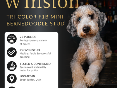 Winston | Tri-Color F1B Mini Bernedoodle Stud | Health Tested