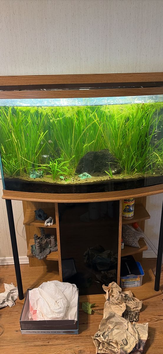 38 gallon self cleaning aquarium