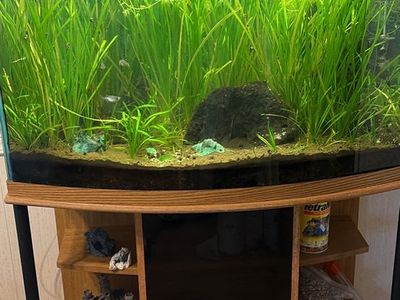 38 gallon self cleaning aquarium