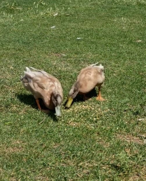 Copper and Pickles the Duck Duo