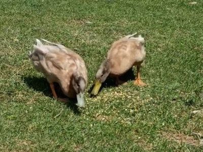 Copper and Pickles the Duck Duo