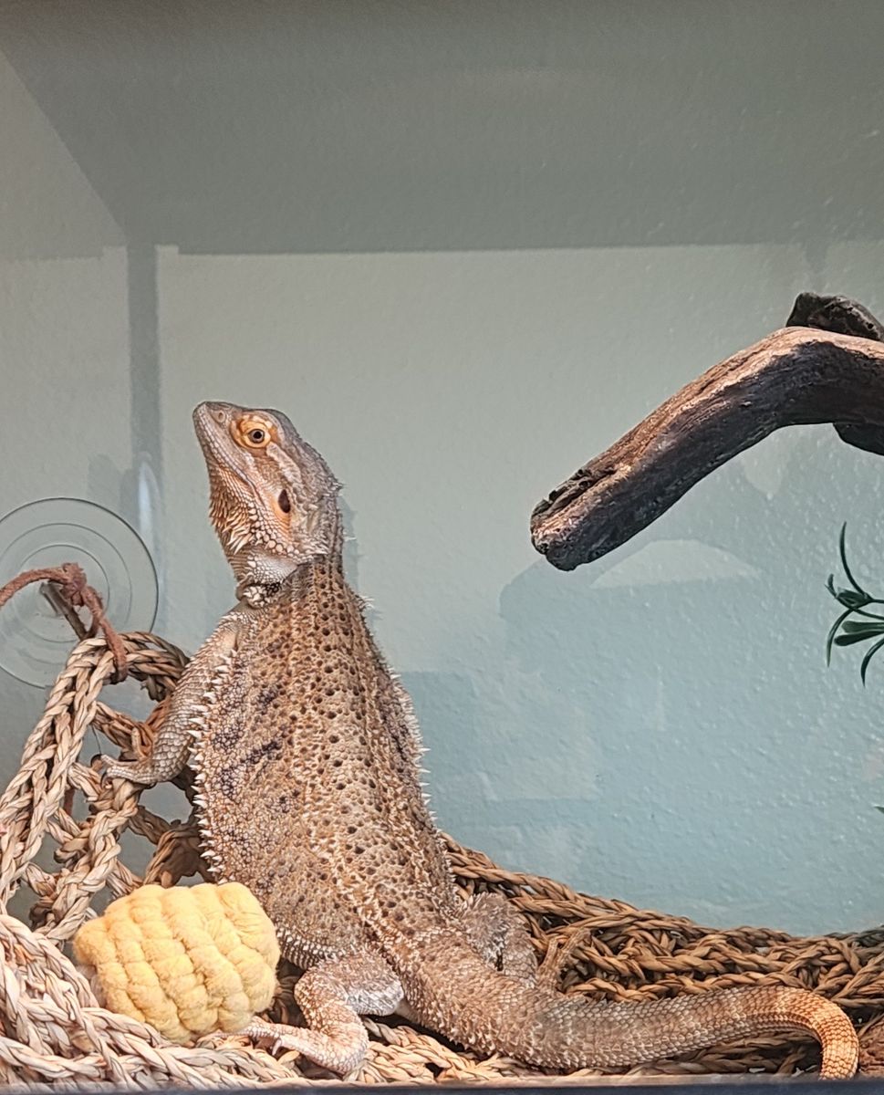 Female bearded dragon