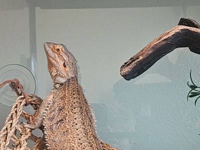 Female bearded dragon