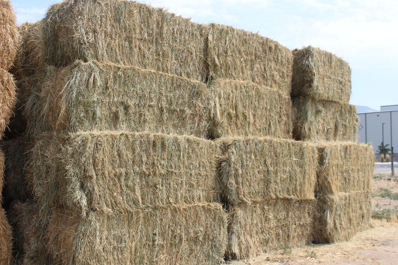 Pasture grass/alfalfa hay, clean great quality.