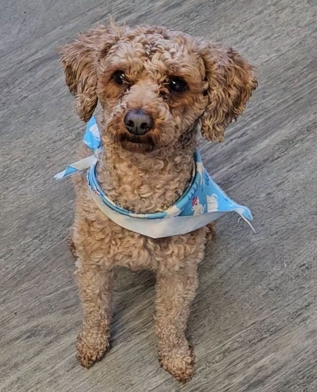 Found Dog: Help Us Reunite with Owner! Brigham City Animal Shelter