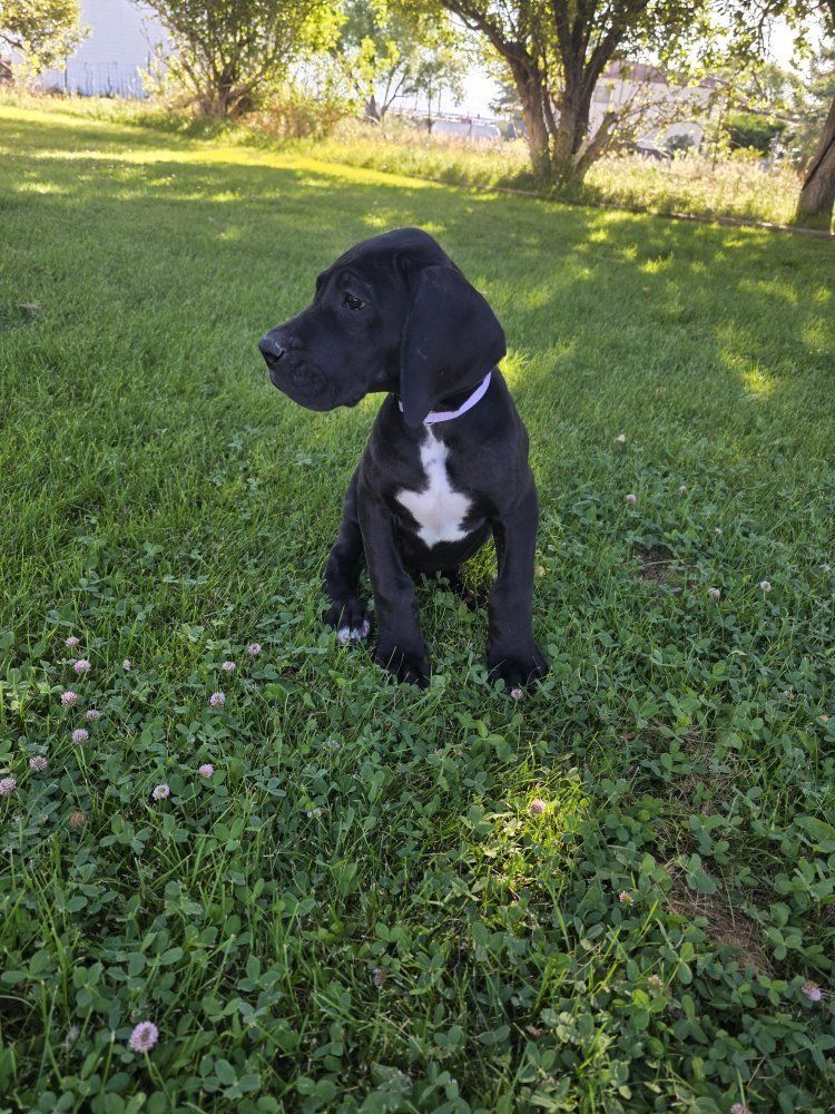 AKC Great Dane Puppies
