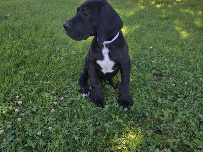 AKC Great Dane Puppies