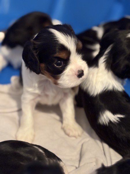 Cavalier King Charles Spaniel puppies