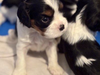 Cavalier King Charles Spaniel puppies