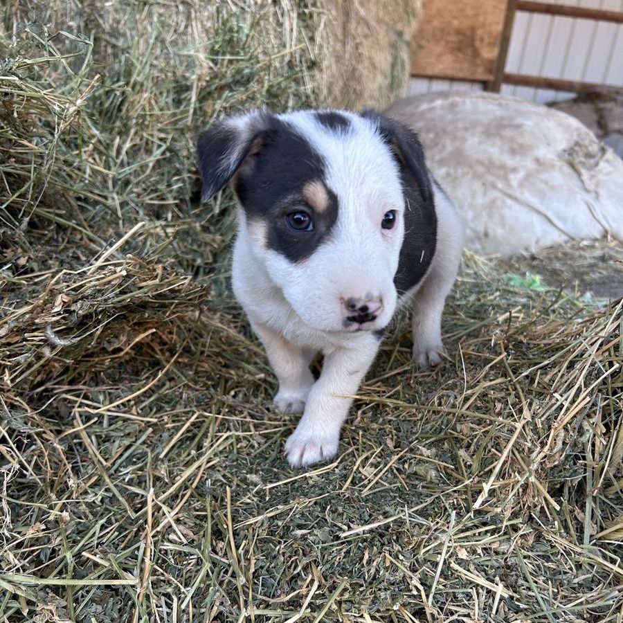 Border Collie Puppies (2 Males)