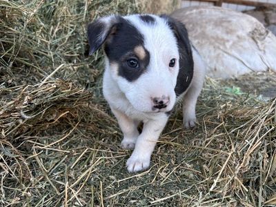 Border Collie Puppies (2 Males)