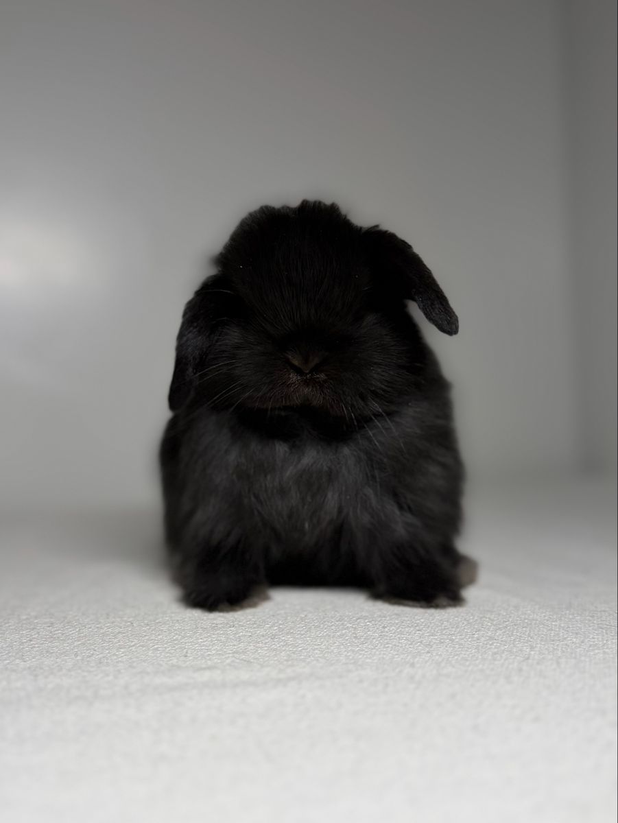 Holland Lop Buck