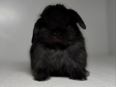 Holland Lop Buck