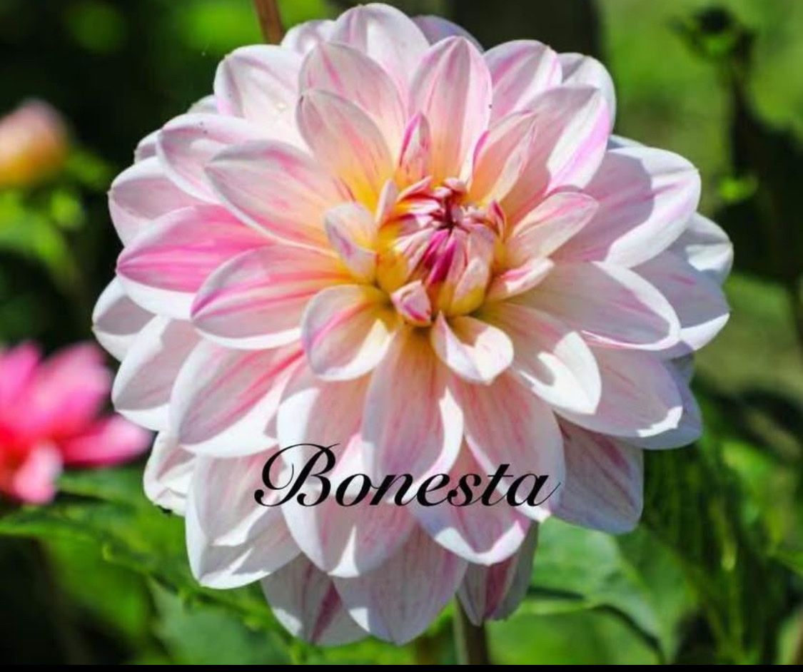 𝓓𝓪𝓵𝓲𝓪𝓱𝓼 & 𝓢𝓾𝓷𝓯𝓵𝓸𝔀𝓮𝓻𝓼