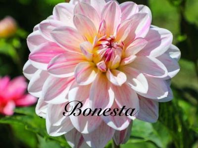 ๐๐ช๐ต๐ฒ๐ช๐ฑ๐ผ & ๐ข๐พ๐ท๐ฏ๐ต๐ธ๐๐ฎ๐ป๐ผ