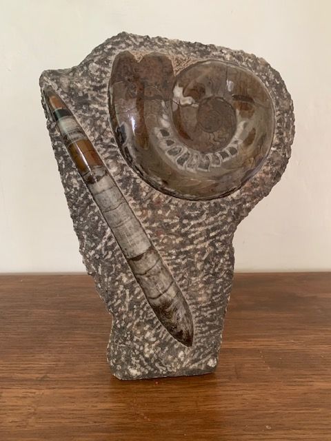 Ammonite & Orthoceras Fossil Display on Stand - Natural History Decor