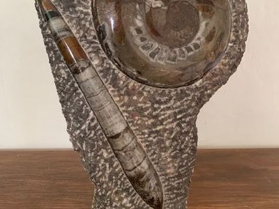 Ammonite & Orthoceras Fossil Display on Stand - Natural History Decor