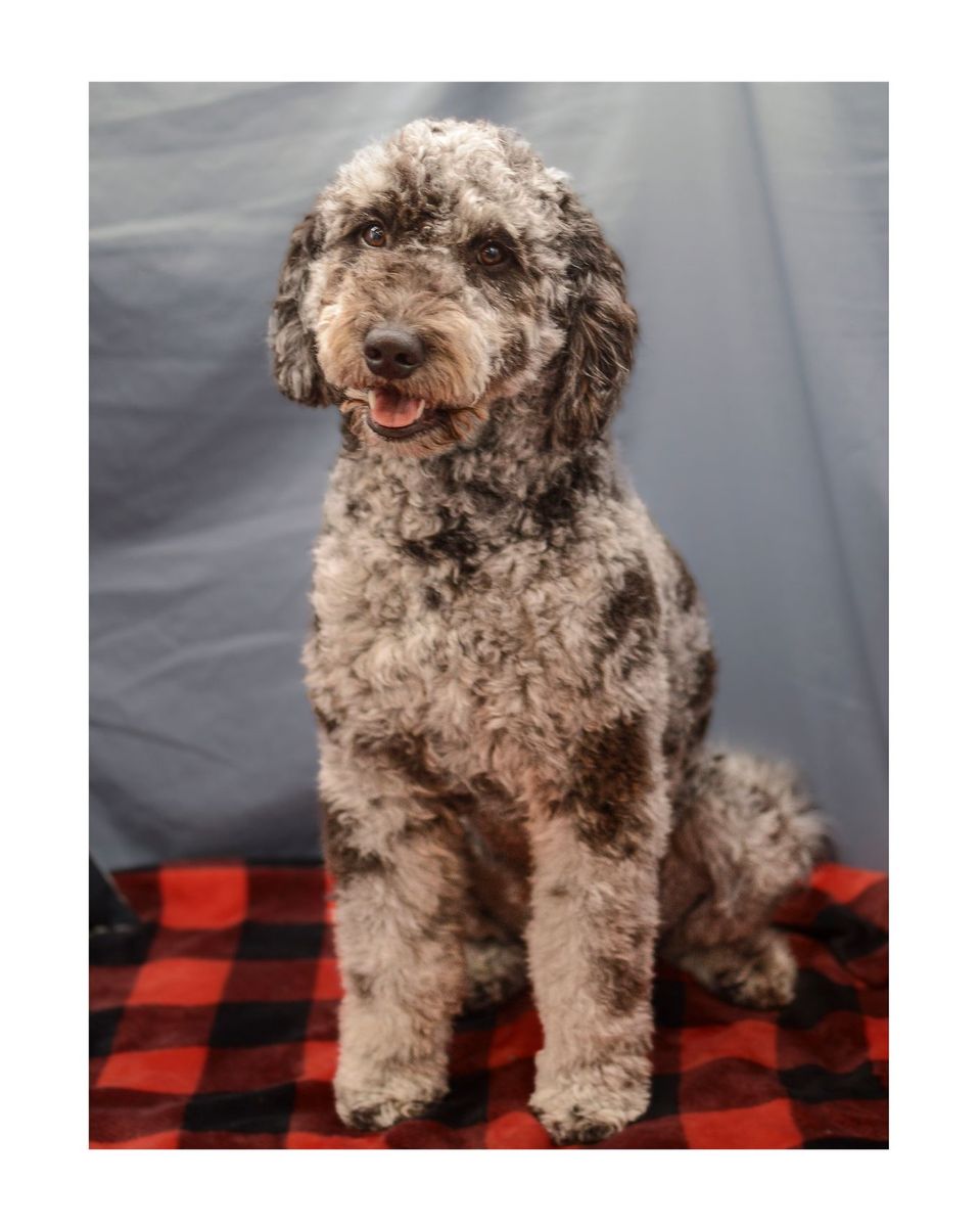 Merle Golendoodle Golden Doodle Stud Poodle 32lbs Health Tested Clear