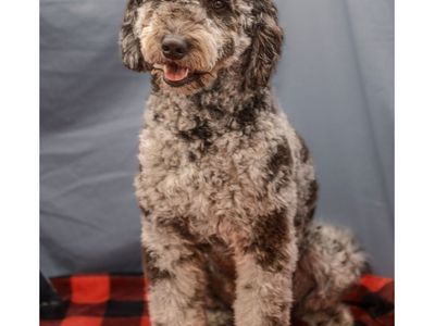 Merle Golendoodle Golden Doodle Stud Poodle 32lbs Health Tested Clear