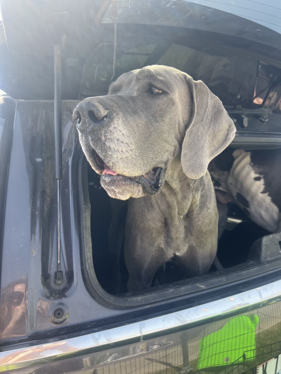 Female European Great Dane 