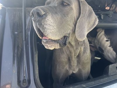 Female European Great Dane