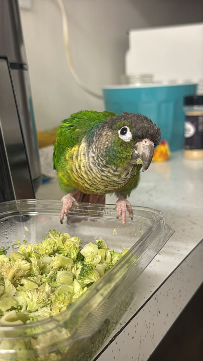 Green Cheek Conure