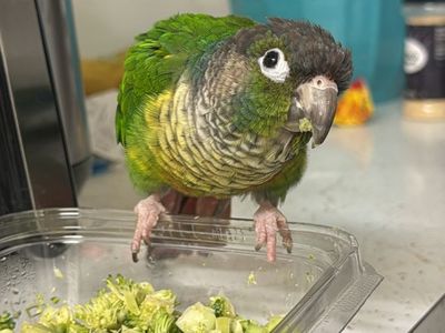 Green Cheek Conure