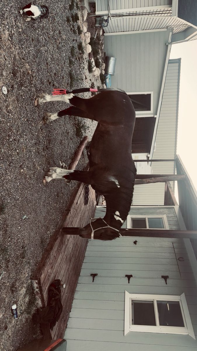 Flashy 3yr old pony