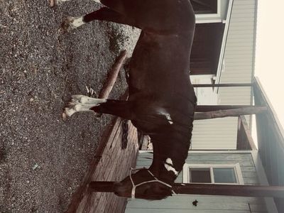 Flashy 3yr old pony