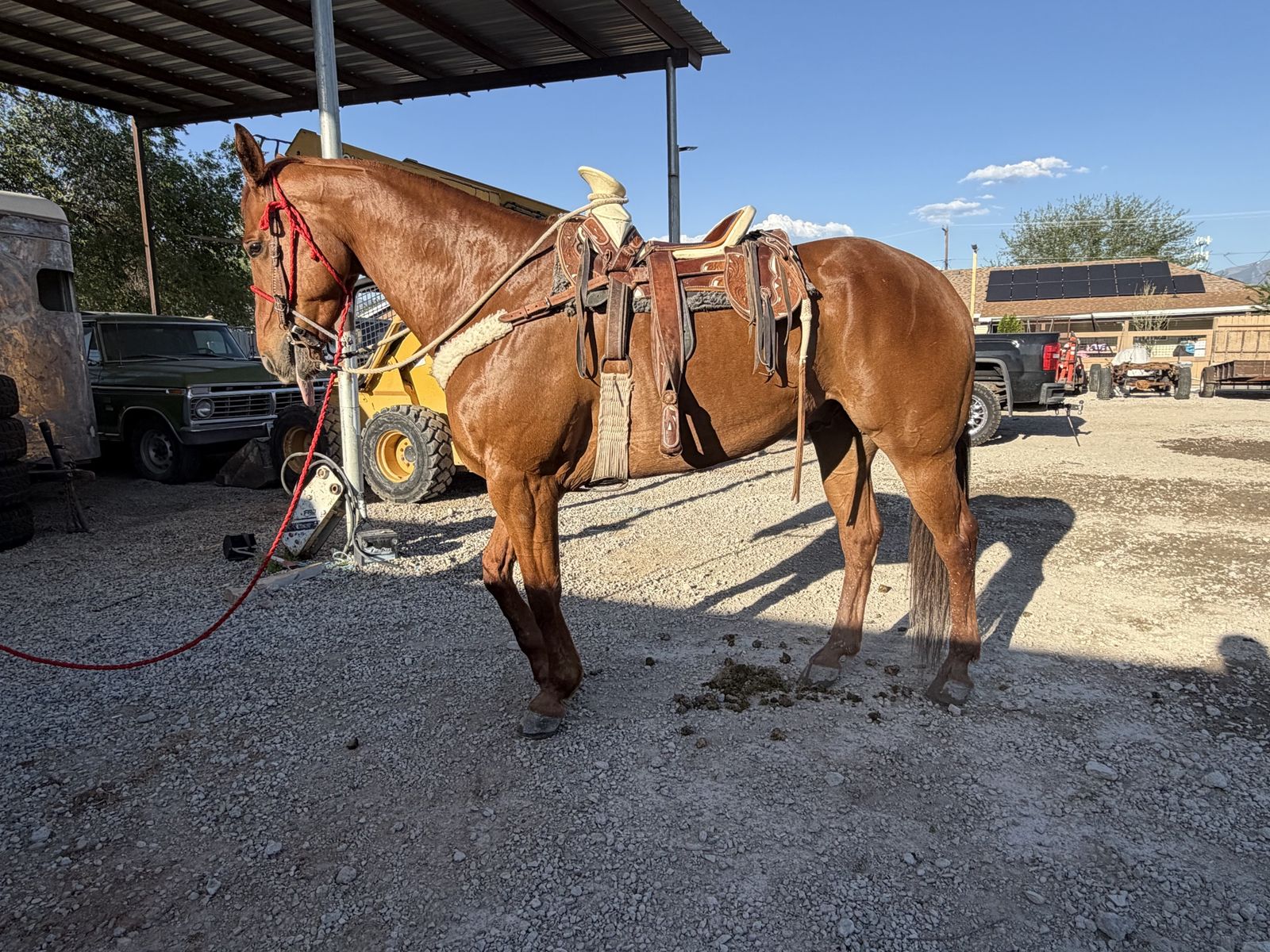 Horse for sale