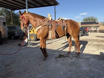 Horse for sale