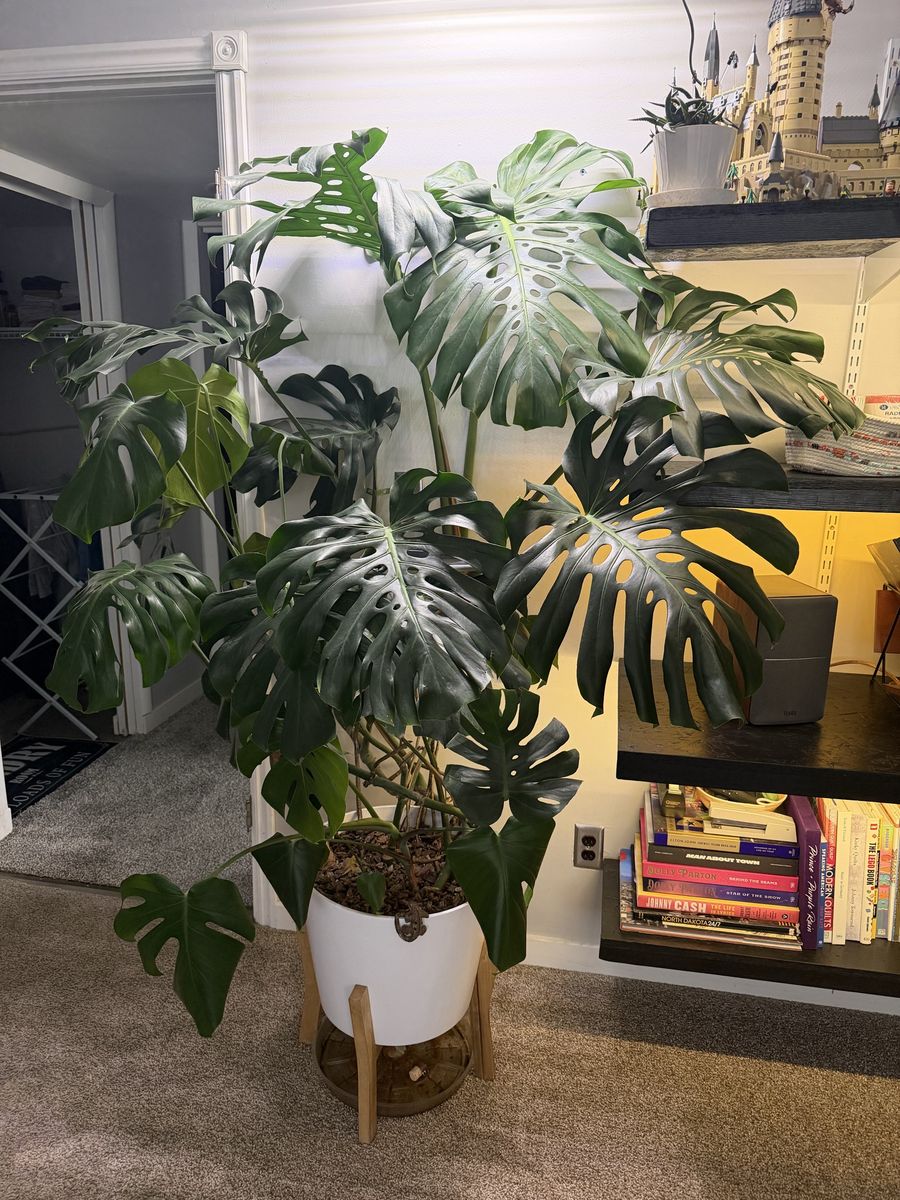 Large Mature Monstera Deliciosa – Includes Modern Pot & Wood Stand