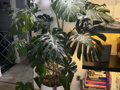 Large Mature Monstera Deliciosa – Includes Modern Pot & Wood Stand