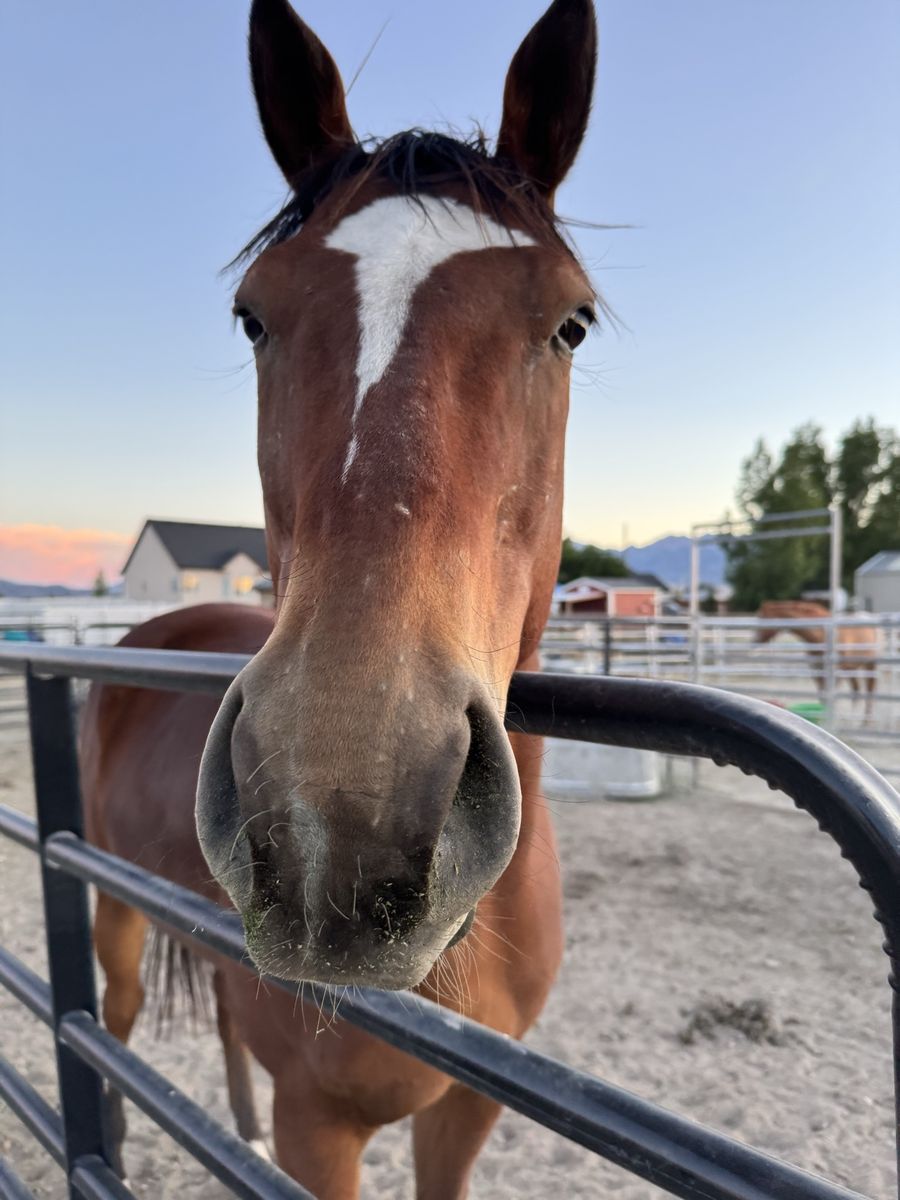4YO Pretty Bay Gelding