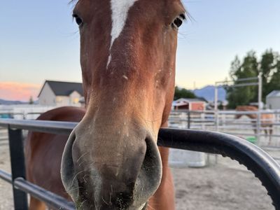 4YO Pretty Bay Gelding