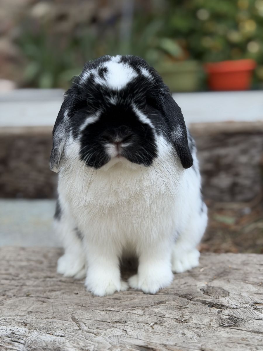 Holland Lop Buck