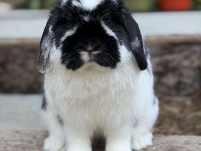 Holland Lop Buck