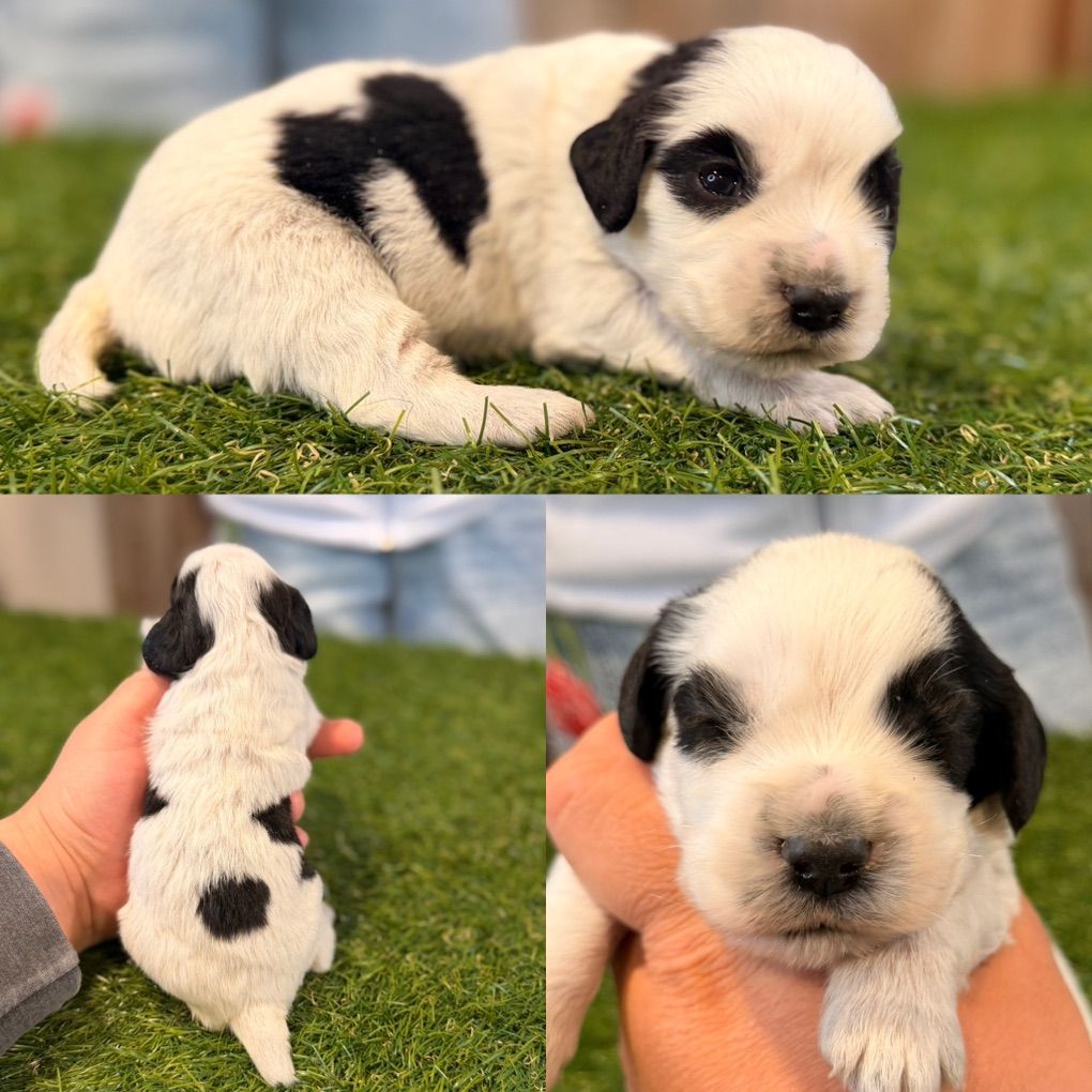 Field Bred English Cocker Spaniels