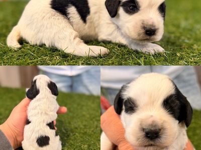 Field Bred English Cocker Spaniels