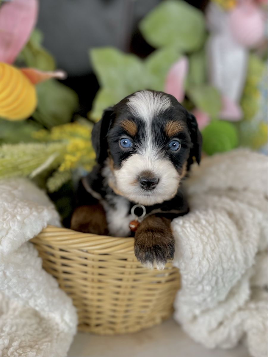 Australian Mountain Doodles Aussie Bernedoodles